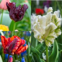 Tulip Parrot - Collection (60 bulbs)